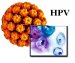 kako-se-prenosi-hpv-infekcija